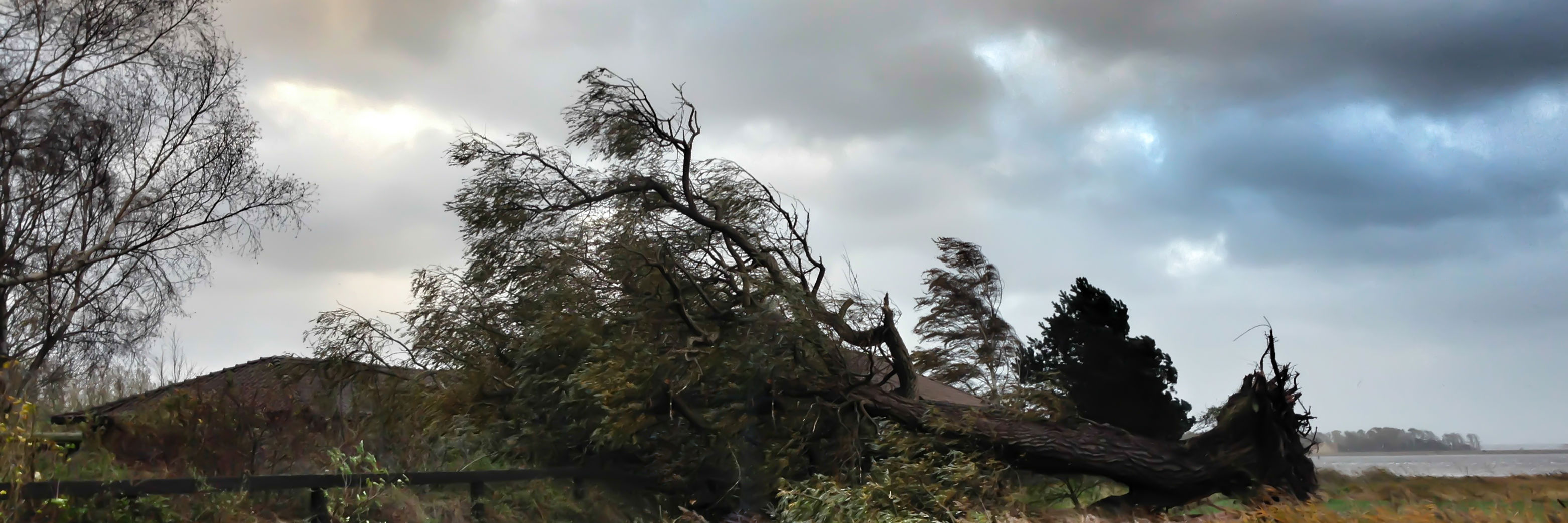 Væltet træ på grund af storm