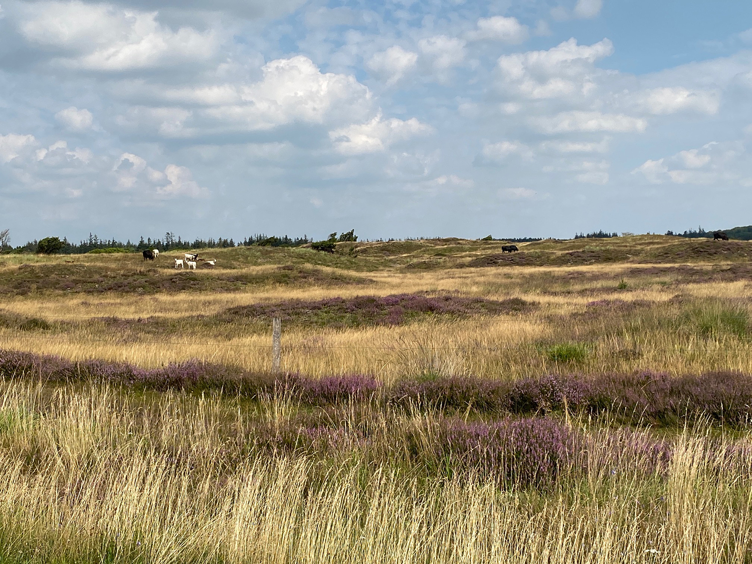 Vild natur med lyng