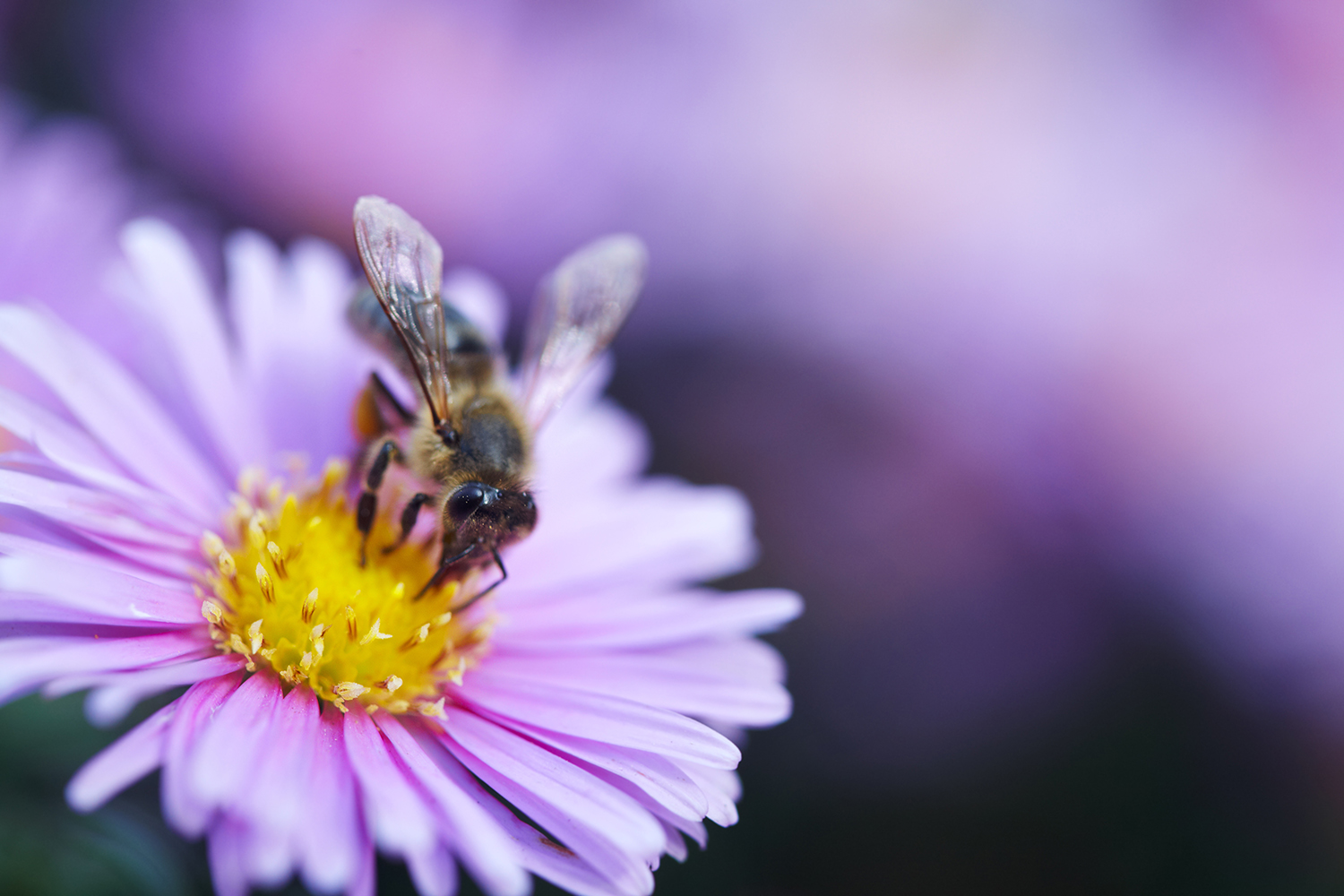 En bi der sidder i en lilla blomst