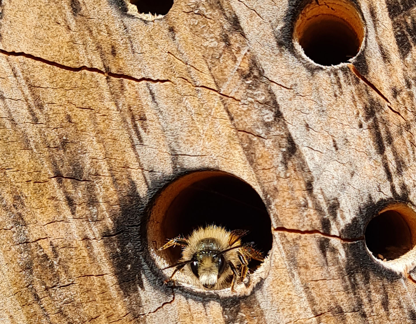 Insektbo