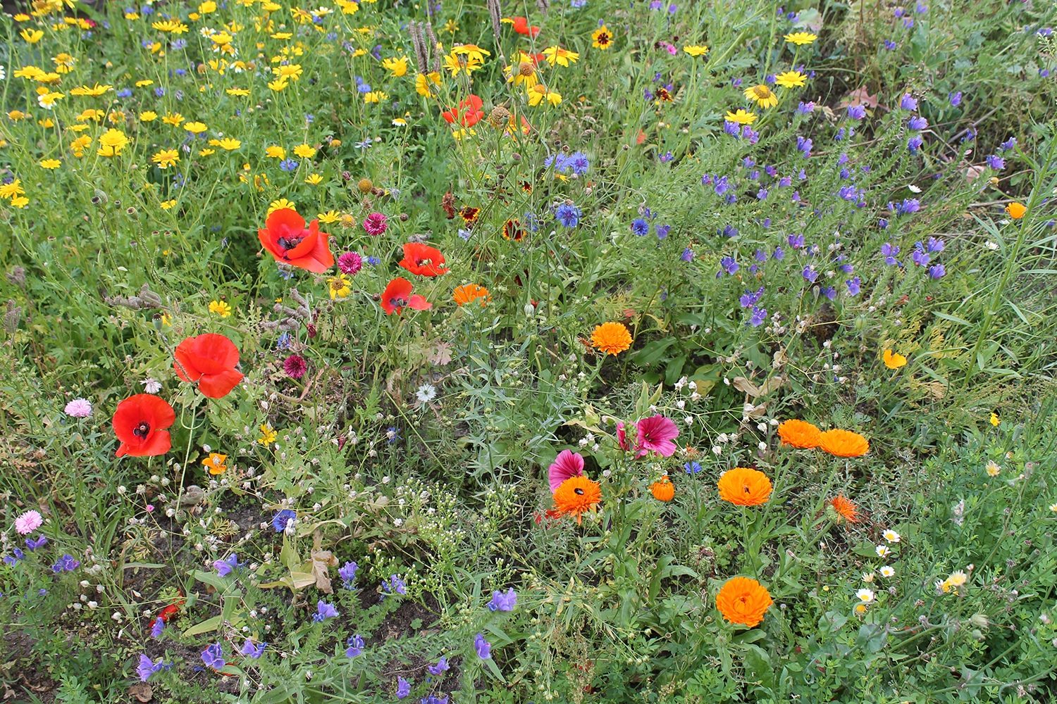 Blomtereng