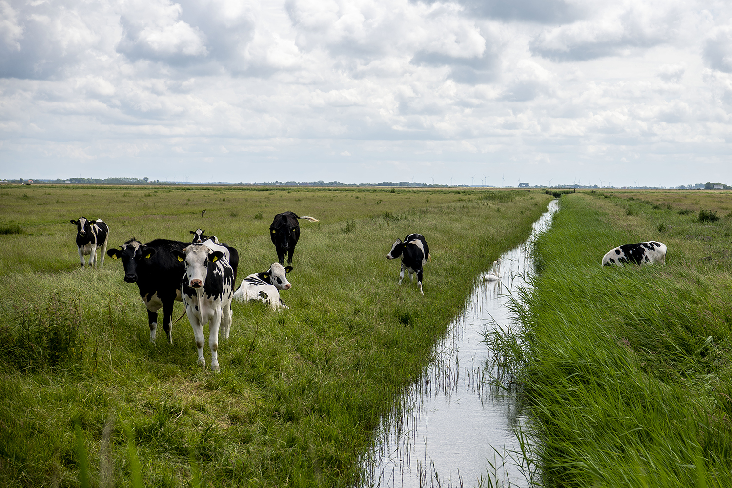 Køer der græsser i marken